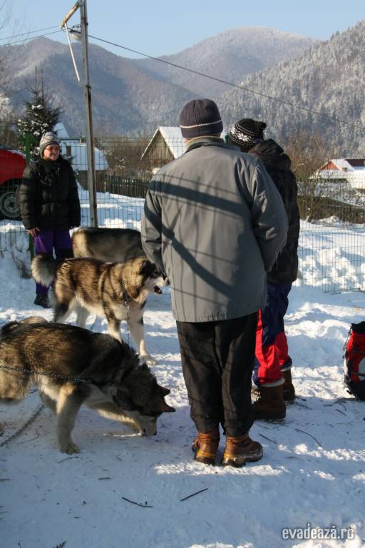 Cursa cu sania trasa de caini la Tusnad | 6